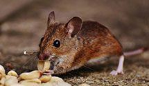 24 Hour & Emergency Exterminators in Glen Raven, NC
